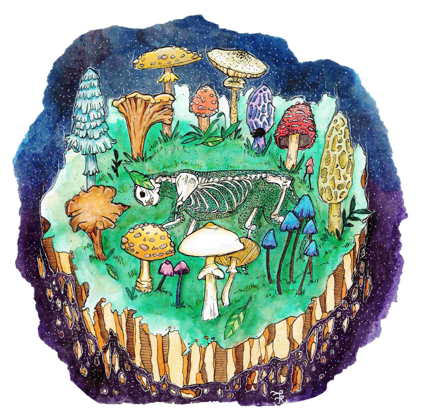 illustration of differnt mushrooms in a circle